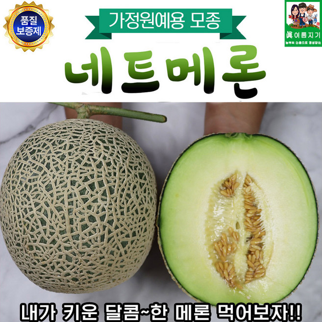 집에서 키울수 있는 네트메론 모종 5주, 1개