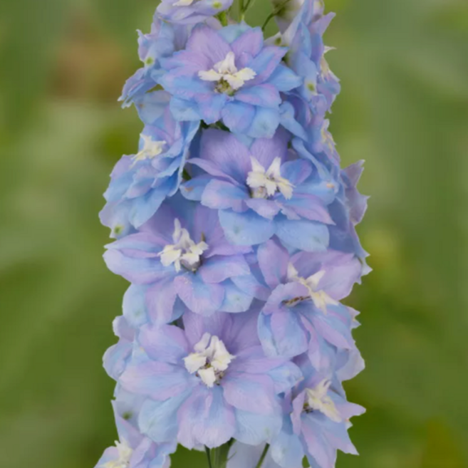 델피늄 엑스칼리버 '라이트블루' [3포트] (복남이네야생화 Delphinium Excalibur Light Blue White Bee), 1개