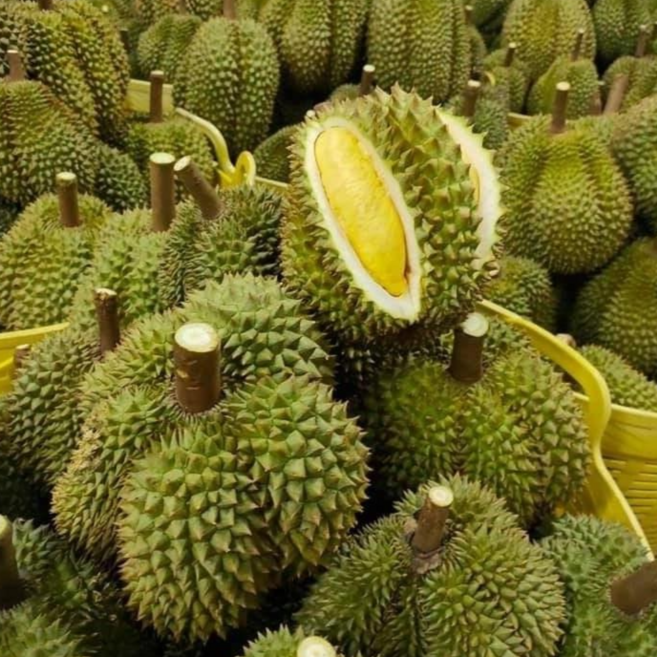 고당도 생 두리안, 1개, 1.5kg~2kg(1~2개)