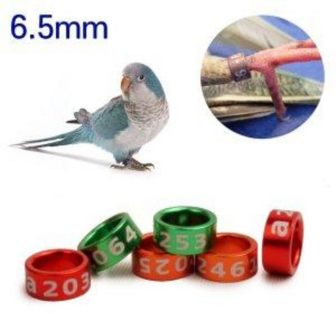 6.5mm 퀘이커 썬코뉴어 발목링1P(클로즈형) 그린칙코뉴어 앵무새 암수 혈통 구분, 1개