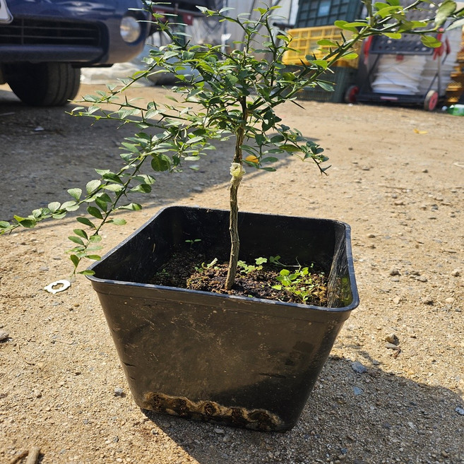 노란 핑거라임 결실주3년/자가수정 접목묘/캐비어라임 /시트러스, 1개, .