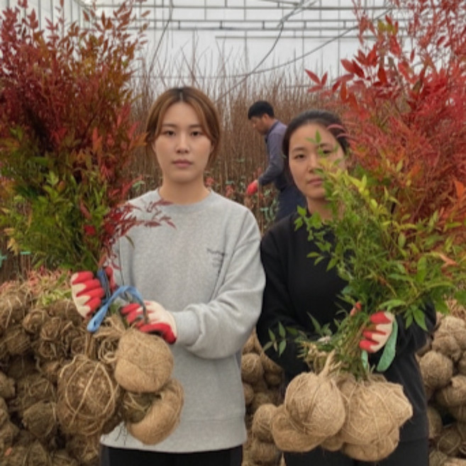 남천나무 묘목 H80cm 분 울타리나무, 남천나무 묘목 H80cm전후 망분