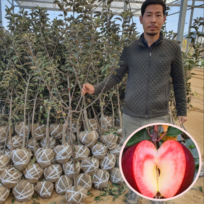 엔부 사과나무 묘목 5년생 결실주 속빨간사과 애플피치 에버그린농원, 1개, 속빨간사과5년생