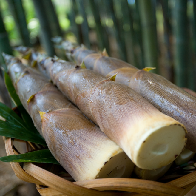 햇 죽순 생죽순 깐죽순 삶은죽순 데친통죽순 죽순채 애기죽순(프리미엄) 400g 500g 1kg 3kg 5kg 10kg, (냉동)데친 통 죽순, 1개