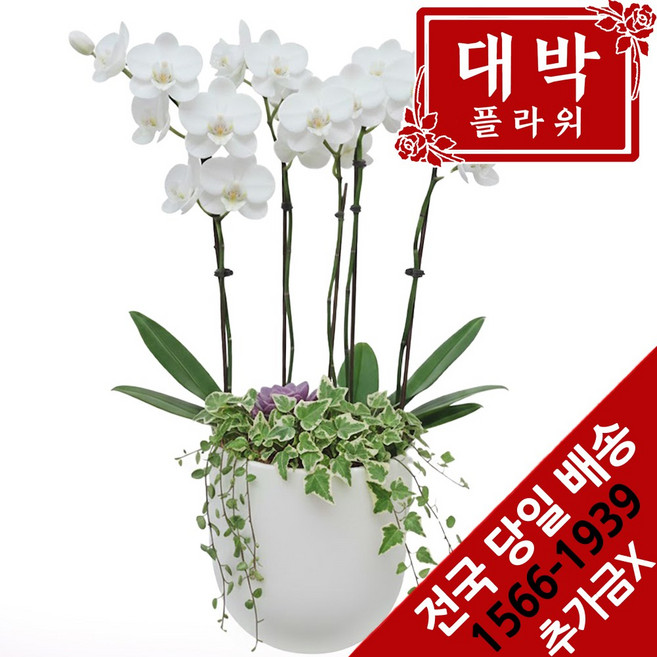 대박플라워 화이티 화이트호접 승진선물 취임 영전 이전 개업 전국꽃배달서비스, 1개
