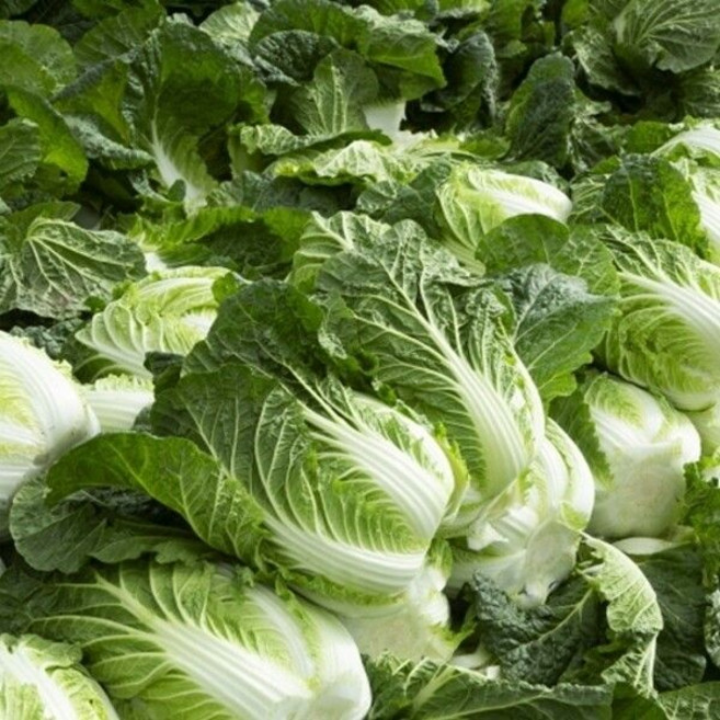 강원도 김장 절임배추 절인배추 10kg