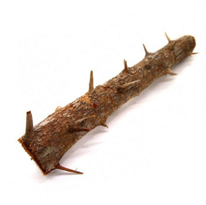 내추럴 가시나무 가지유목 (소) 20-29, 1개