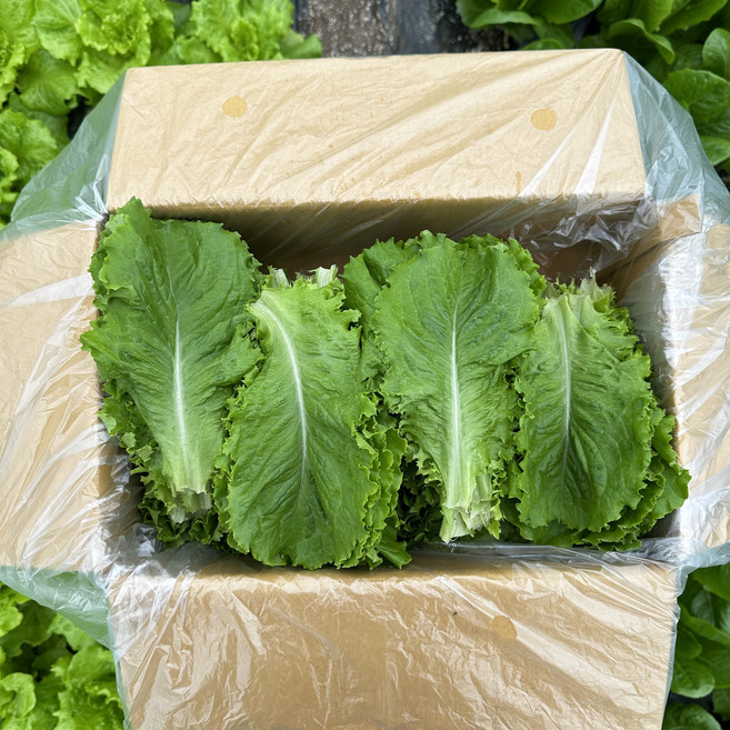 무농약 로메인 유러피안 샐러드 상추 쌈채소 샐러드채소 친환경 잎로메인 당일수확, 500g, 1박스