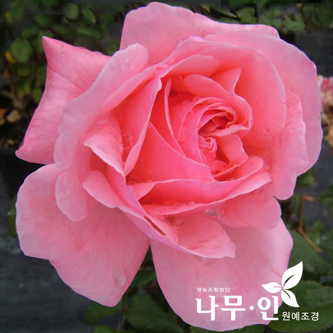 [나무인] 고급사계정원장미 퀸엘리자베스(분홍색) 30품종
