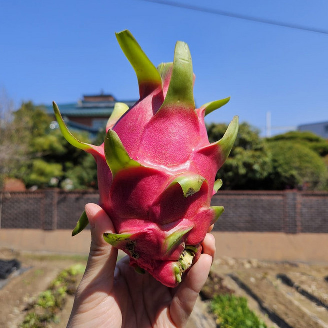 용과 프리미엄 백용과 열대과일 수입과일, 1박스, 용과 5kg (9~12입)