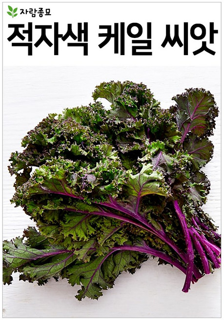 적자색 케일 씨앗 150알 컬리 케일 종자 채소 야채 자람종묘, 1개