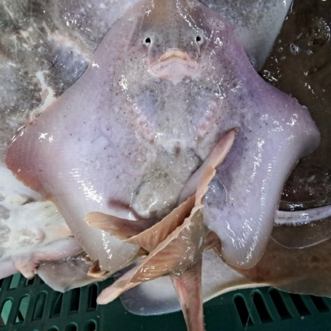 국내산 간재미 3kg, 1개, 상세페이지 참조