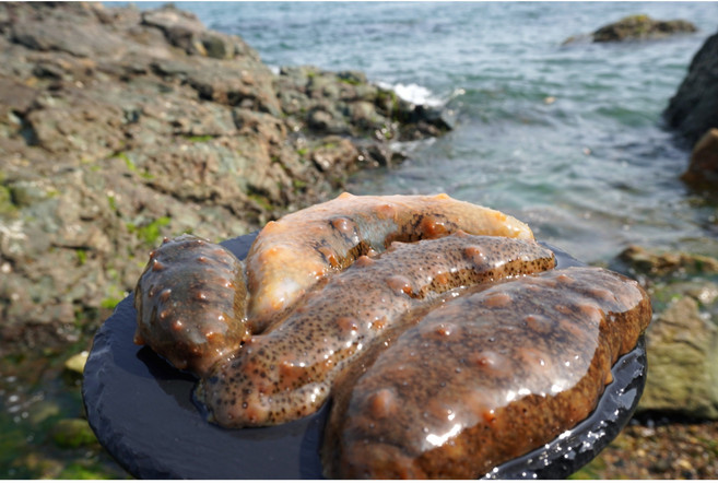 통영 자연산 활 참해삼, 활해삼 500g, 1개