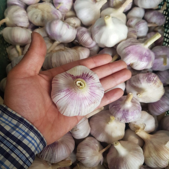 특품 통마늘 햇마늘, 1박스, 3kg(중)