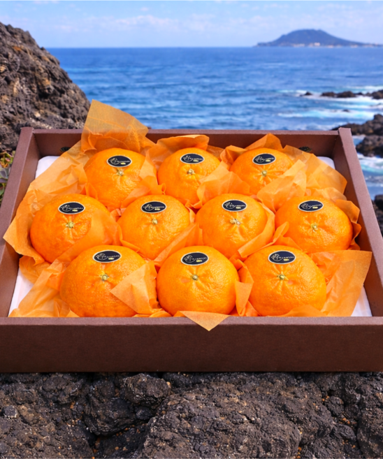 [탐나레드]프리미엄 제주레드향 선물세트 농가직송 고당도선별 선물용 가정용, 1박스, 5kg