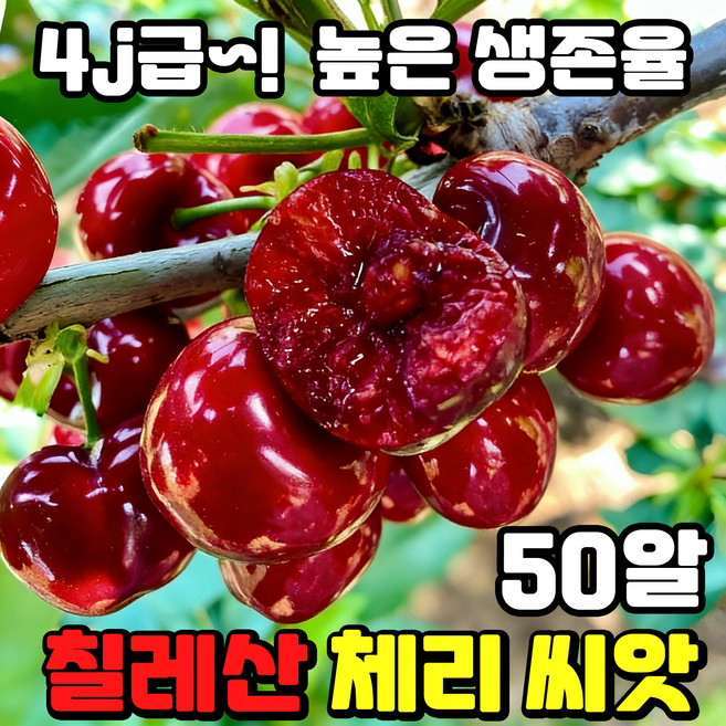 [고품질] 50/100/200 칠레산 체리 씨앗 4j급 라지 체리 프리미엄 체리 자가수정 씨앗 한국 재배 적합 베란다 분재 TENFOC, 50개