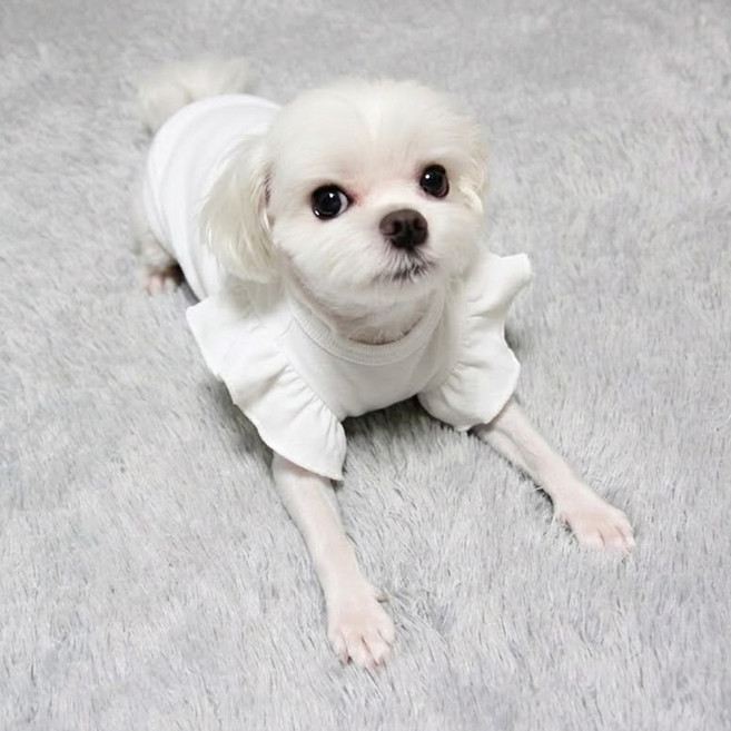 도기코디 강아지 이너 프릴티, 흰색, 1개
