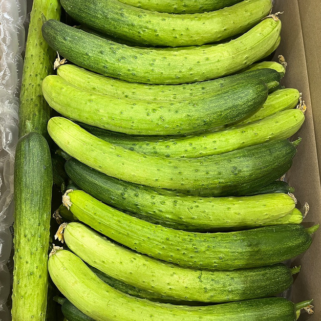 일등농수산 산지직송 상품 백다다기오이 백오이, 1개, 3kg