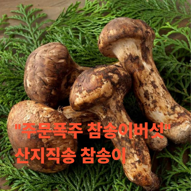 품절대란 당일수학 정품 참송이버섯, 1박스, 1kg