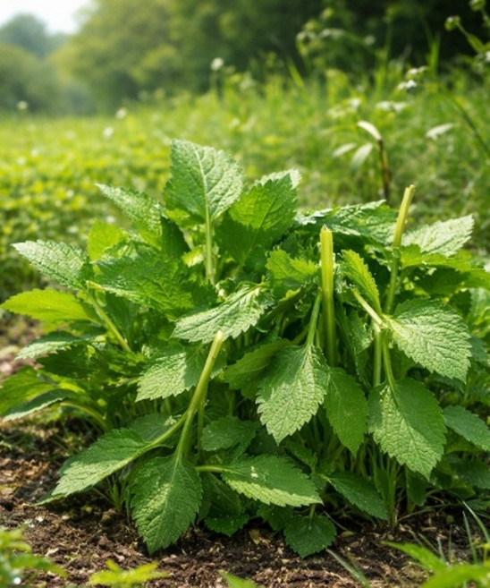 부지깽이씨앗 100립 섬쑥부쟁이씨앗 국내 채종 종자 채소 약초씨앗(WJ), 1개