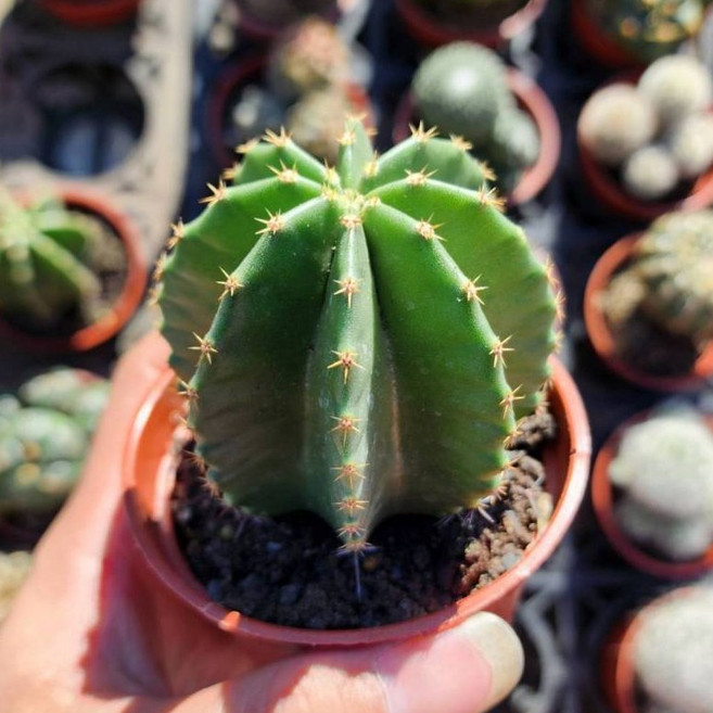 P老闆園藝 大佛殿仙人掌 3吋盆