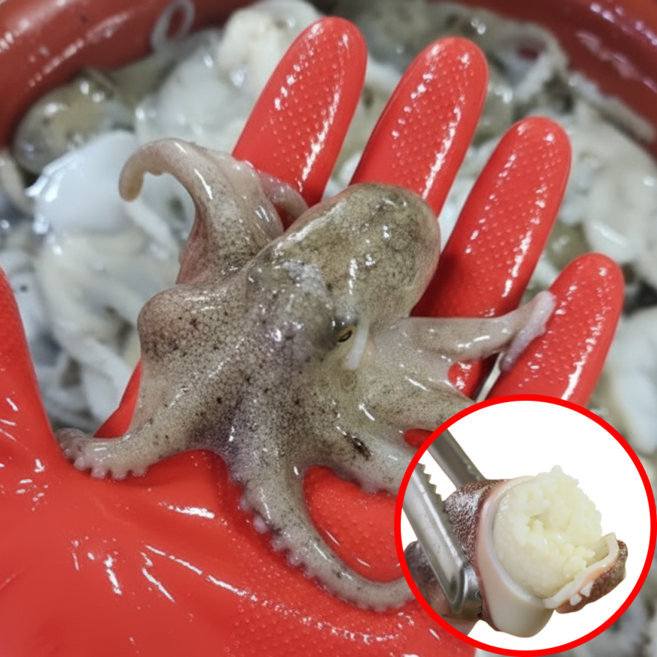 [국내산] 당일조업 활 쭈꾸미 알쭈꾸미, 1박스, 500g