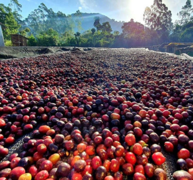 갓볶은 로스팅 원두 카페 원두 납품 명인커피 에티오피아 모모라, 250g, 1개, 핸드드립