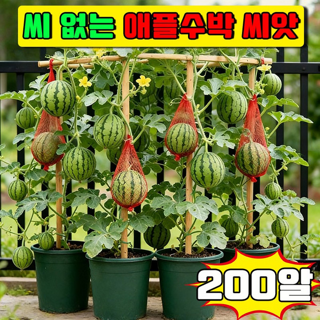 [당일배송] 씨 없는 화분 수박 씨앗 애플수박 씨앗 미니수박 씨앗 허니꿀수박 베란다 정원 화분 수박 씨앗 사은품 랜덤 증정, 200개
