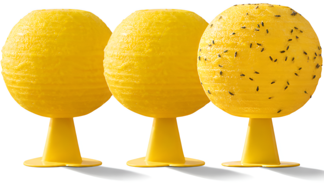 바라츠 초강력 초파리 트랩 끈끈이, 3개