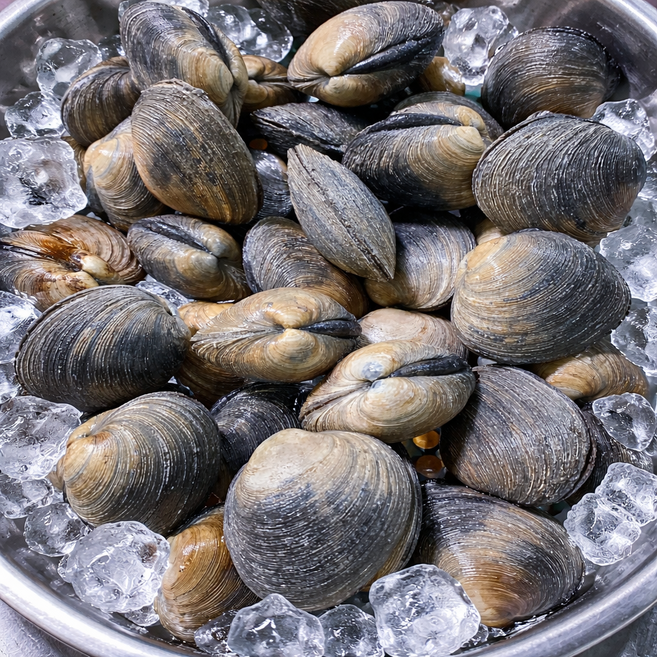 산지직송 국산 특대 생물 개조개 대합, 1개, 생물 개조개 2kg(10~14미)