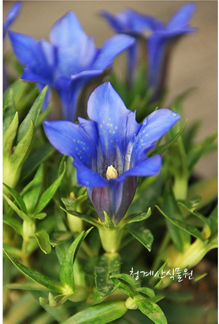 묵은둥이 보라용담 / 사진촬영 2026년 4월 13일, 1개