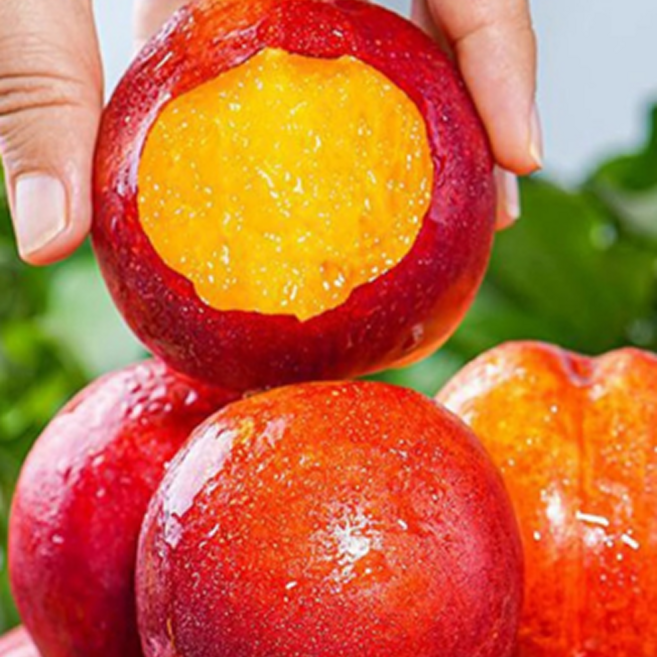 [마감특가] 대형마트납품 초고당도 자두, 1박스, 5kg