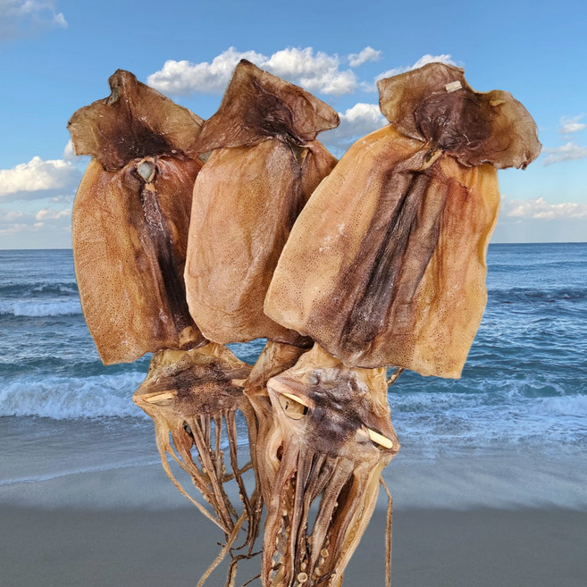 [웅이네] 마른 건 오징어 한축 20마리 특대 왕특대 업소용, 1개, 2.0kg 내외(왕특대)