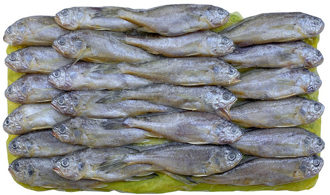 힘찬푸드 제주 참조기 25년 어획분, 1박스, 3.7kg 48미