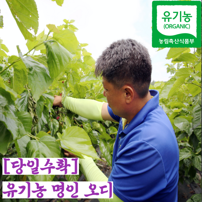 [프리미엄] 26년 유기농 친환경 국산 뽕나무 햇 생 오디 생과 열매 급냉, 2개, 600g (냉동)