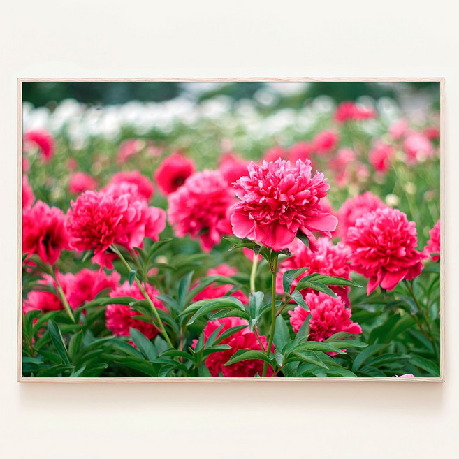 붉은 모란꽃 목단 꽃밭 금전운 올려주는 풍수 소품 장식 인테리어 액자, 09. 인디고 핑크