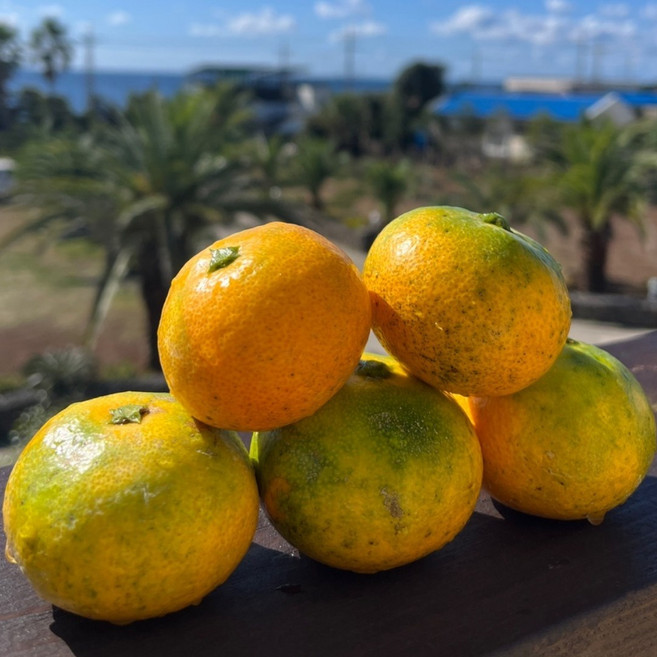 제주 조생 귤 감귤 가정용 로얄과 중소과 제주감귤농장_NP, 1박스, 2.5kg (소과 꼬마~3S)