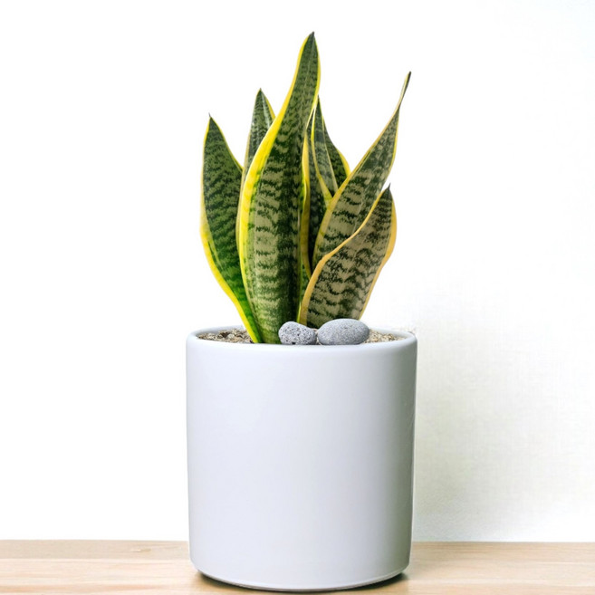 돈나무 돈이들어오는 소형 개업화분 승진 선물 개업 영전 축하 화분, 1개, 산세베리아