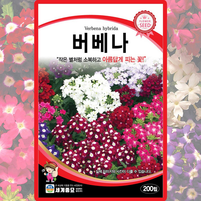 세계종묘 버베나 씨앗 200립 버베나 꽃씨 종자, 1개