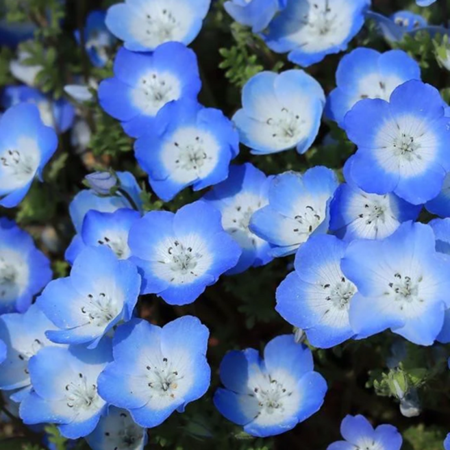 네모필라 '인시그니스 블루' [4포트] (복남이네야생화 Baby Blue Eyes 하늘꽃), 4개