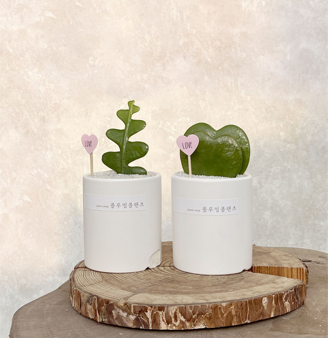 하트선인장 연필선인장 피쉬본선인장 미니 다육이 화분 키우기 쉬운 공기정화식물, 생선뼈선인장, 플라스틱기본포트, 1개