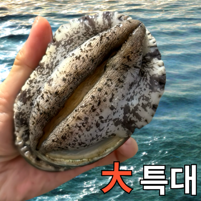 [파도스토리] 완도전복 2kg 왕특대 직거래 산지직송 산소포장 선물 세트, 1박스, 2kg(특대 24-26미 )