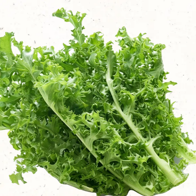 치커리 친환경 쌈채소 치커리 샐러드신선 채소, 3kg, 1개