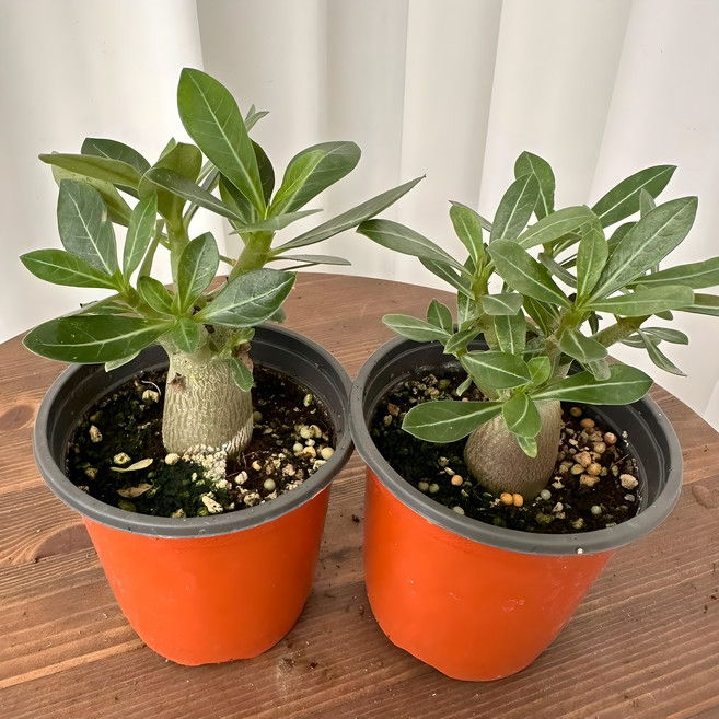 석화 미니바오밥나무 사막의장미 1+1 온정원 공기정화식물, 2개