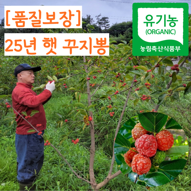 유기농 구찌뽕 꾸지뽕 꾸찌뽕 구지뽕 열매 냉동, 1개, 5kg