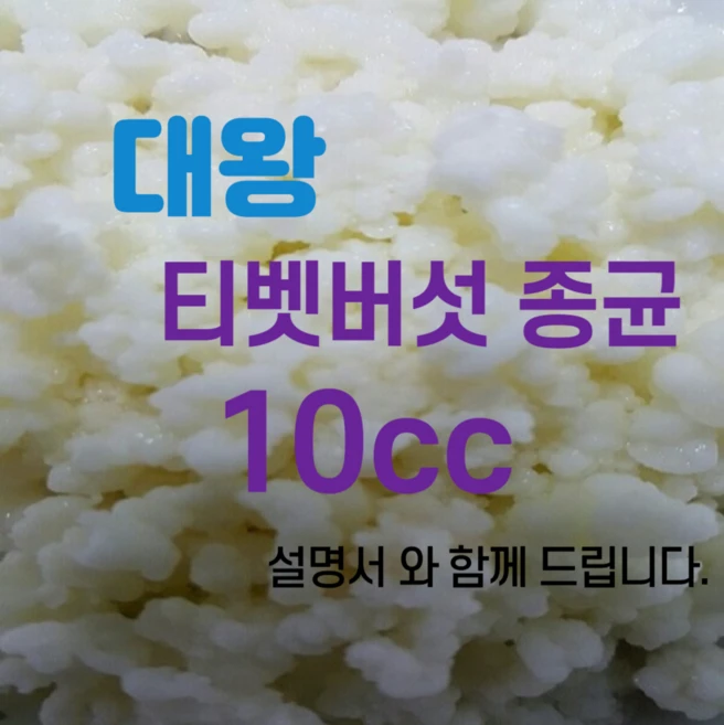 티벳버섯종균 분양 유산균종균 수제요거트종균 발효유종균 캐비어종균, 1개, 10개입 - 쿠팡
