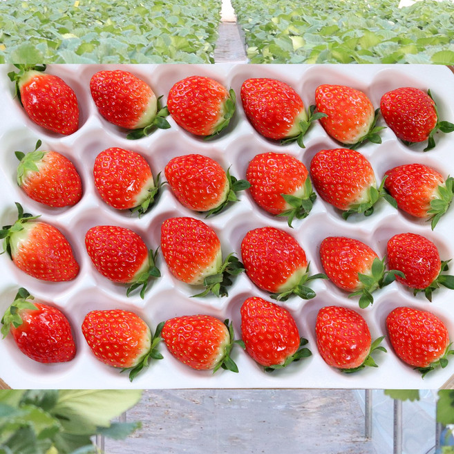맛가득 프리미엄 산지직송 3-3 3-5 사이즈 난좌 포장 고당도 설향딸기 750g 900g, 1개, 설향 3 5사이즈 900g