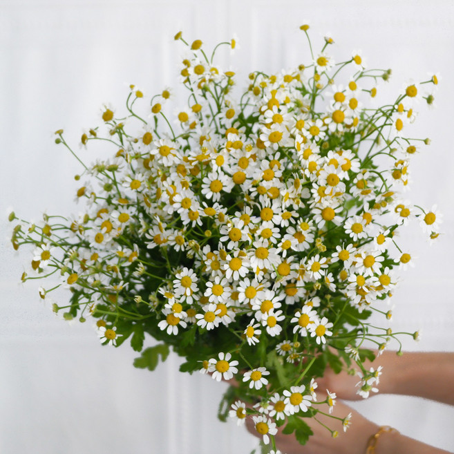 [플라워365마켓] 캐모마일 마트리카리아 양재꽃시장 직경매 꽃배달 싼곳 생화꽃 도매, 1개, 반단