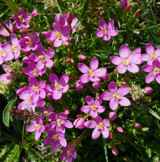 꽃심야생화 분홍애기용담 노지월동다년초 규격10cm화분묘, 3개