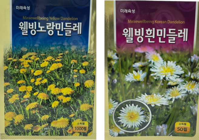 약초 종자 씨앗 흰/노랑 민들레[22년포장], 웰빙노란민들레, 1개